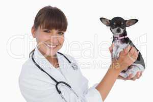 Attractive vet holding a chihuahua