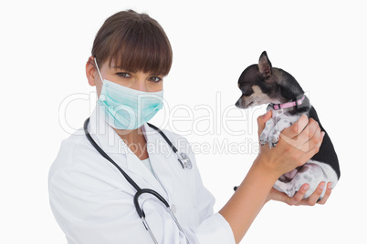Attractive vet with protective mask holding a chihuahua