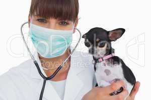 Smiling vet with protective mask holding a chihuahua