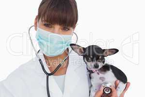 Vet with protective mask holding a cute chihuahua