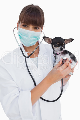 Happy vet with protective mask holding a chihuahua