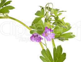 Malva sylvestris plant