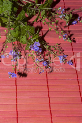 Veronica chamaedrys flowers