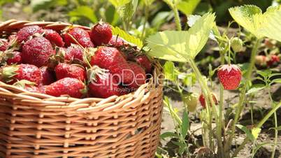 Basket of strawberries on a personal plot