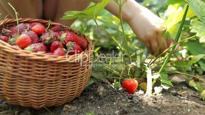 Child picking fresh strawberry