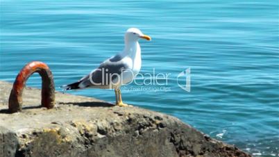sea gull on the quay