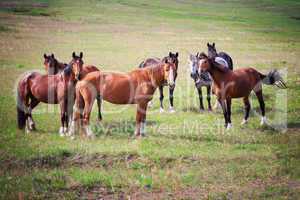 Horses of Khakassia