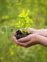 man hands holding young plant
