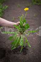 picking the weeds