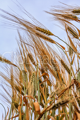 ears of wheat