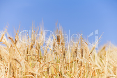 close-up ears of wheat against the sky