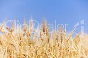 close-up ears of wheat against the sky