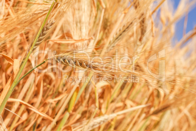 wheat ears close-up