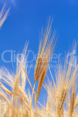 close-up ears of wheat against the sky