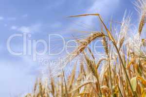 ears of ripe wheat on a background of the sky