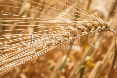 wheat ears close-up