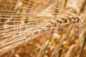 wheat ears close-up