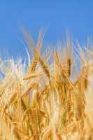 ears of ripe wheat