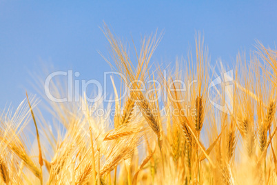 harvest of ripe wheat