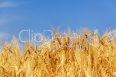 wheat crop