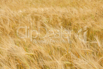 wheat