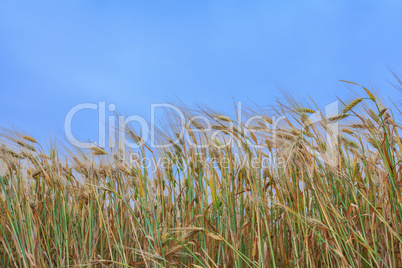 wheat field