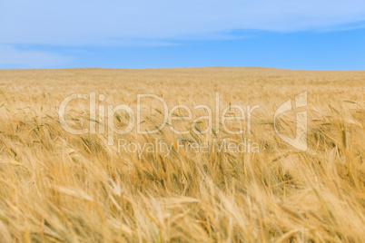 wheat field