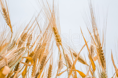 ripe wheat