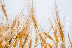 ripe wheat