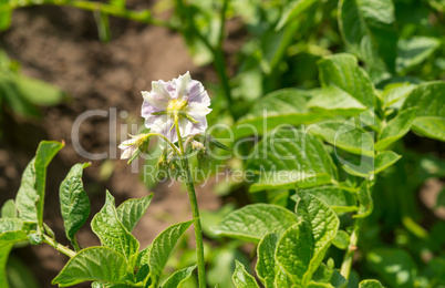 potato flower