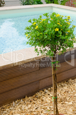 swimming pool and flower