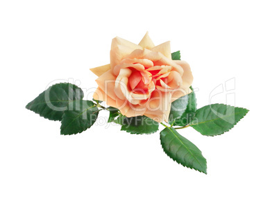 Rose On White