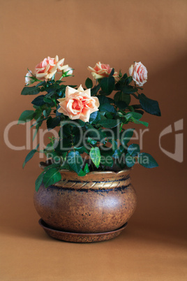 Rose In Flowerpot