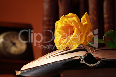 Rose On Book