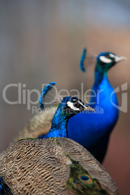 Peacock Portrait