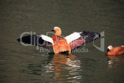 Ruddy Shelducks