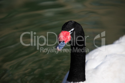 Swan Portrait