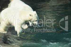 Swimming Polar Bears