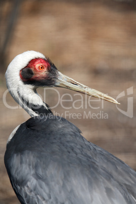 White Naped Crane