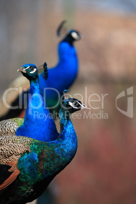 Three Peacocks