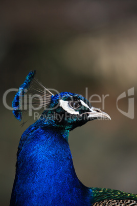 Peacock Portrait