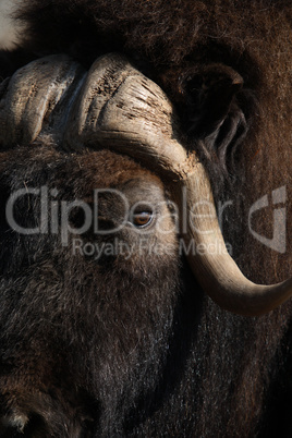 Musk Ox