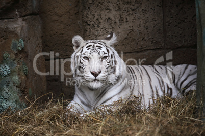 White Tiger In Zoo