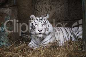 White Tiger In Zoo