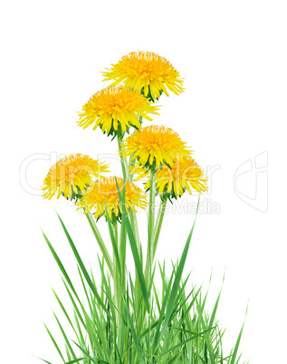 Dandelions In Grass