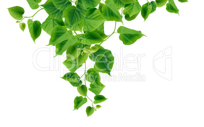 Green Leaves Border