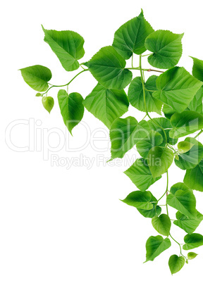 Green Leaves Border