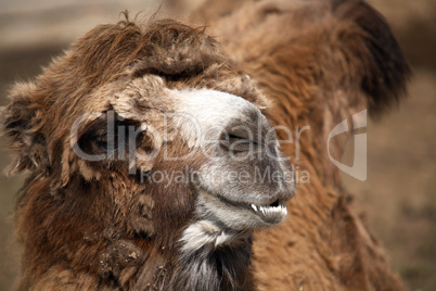 Old Camel