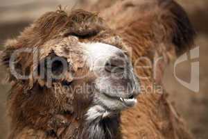 Old Camel