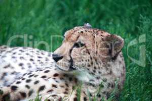 Cheetah Portrait